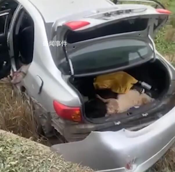 2人毒殺狗被發現后駕車掉下路基 引發網友關注