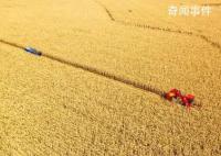 糧食產(chǎn)量連續(xù)8年站穩(wěn)1.3萬(wàn)億斤 攻堅(jiān)克難奪豐收中國(guó)飯碗成色足