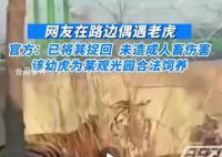 官方回應青島萊西湖附近偶遇老虎 目前已對虎籠進行加密
