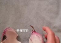 女子一家三口發(fā)燒用洋蔥退熱成功 網(wǎng)友表示用了沒退下來