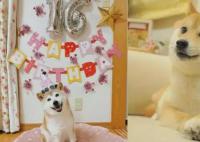 Doge表情包原型柴犬患白血病和肝病 情況非常危險