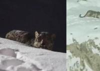 新疆阿勒泰一滑雪場出現雪豹 已連續出現多日未傷人正在找