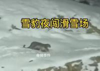 新疆雪豹夜闖滑雪場 當地負責人回應