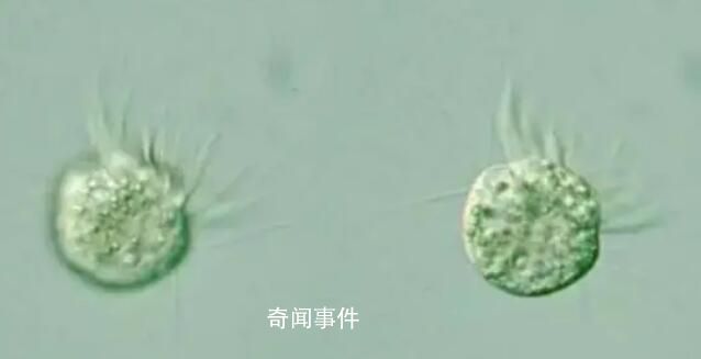 科學家首次發現專吃病毒生物 可以主動食用病毒并茁壯成長
