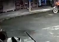 四川雅安大熊貓下山進(jìn)村溜達(dá) 地處棲息地很常見(jiàn)