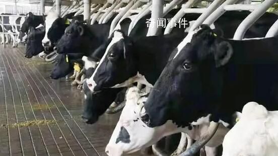 河北內蒙古等地出現“倒奶殺牛” 階段性產能過剩