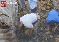 四川一地再現土坑酸菜:工人用腳踩
