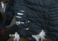 乘客羽絨服炸裂絨毛飄滿地鐵車廂 網友感嘆：看來是真羽絨