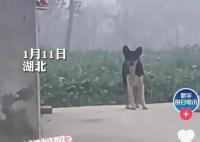 小狗被抱養一個月狗媽媽突然出現 小狗撒腿飛奔瞬間破防