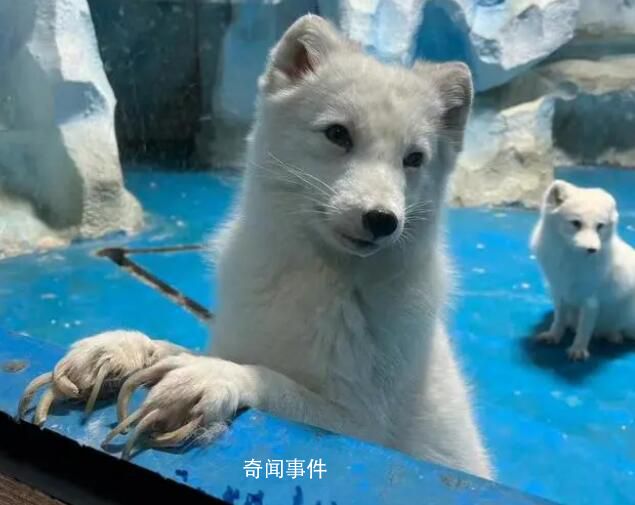 動物園北極狐指甲過長行走困難 看起來真的好痛