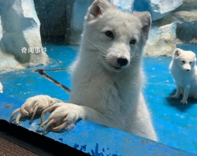 動物園不給北極狐剪指甲致行走困難 看起來真的好痛