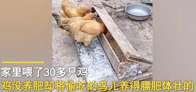 男子發(fā)明喂雞神器 網(wǎng)友:費(fèi)雞頭