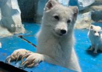 動物園不給北極狐剪指甲致行走困難 看起來真的好痛