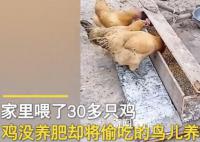 男子發明喂雞神器 網友:費雞頭
