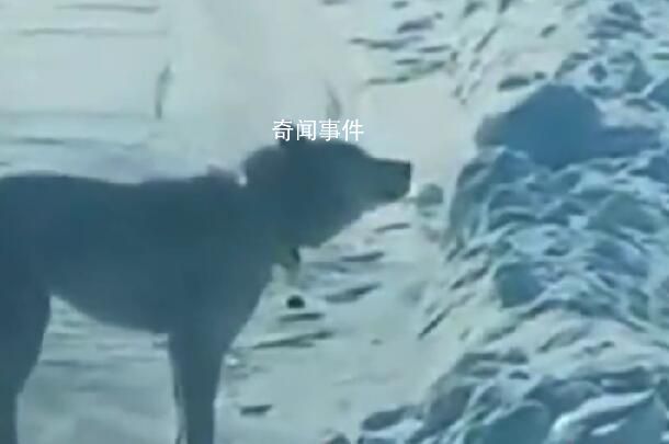 女子誤把二哈當狼哭著報警 經(jīng)確認狼系附近養(yǎng)殖戶養(yǎng)的哈士奇