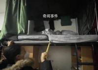 省教育廳回應女生宿舍上鋪墜亡 已通知該校整改
