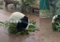 大熊貓看到游客抱著竹子繞圈滾 讓不少人直呼門票值了