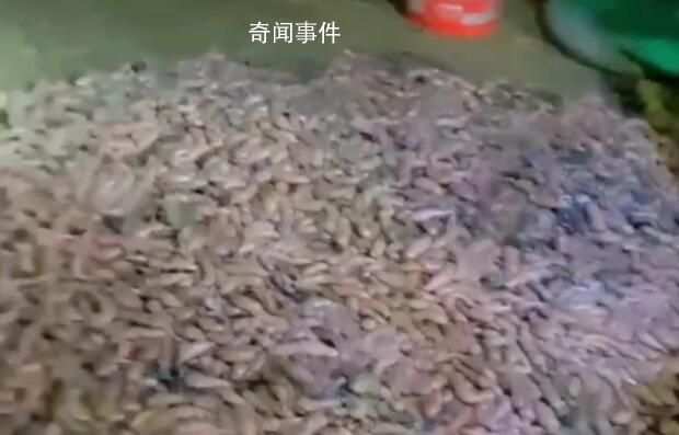 煙臺(tái)海邊再現(xiàn)大量海腸 有人一晚上沒(méi)走現(xiàn)場(chǎng)賣(mài)海腸