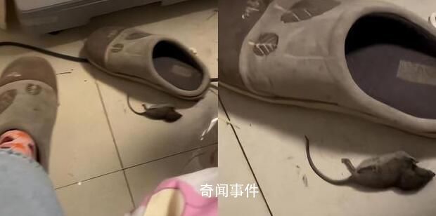 女子穿拖鞋一腳懟死小老鼠 姥姥調侃：干得好比貓還能干
