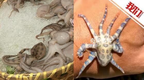涮火鍋發現藍環章魚?研究人員回應