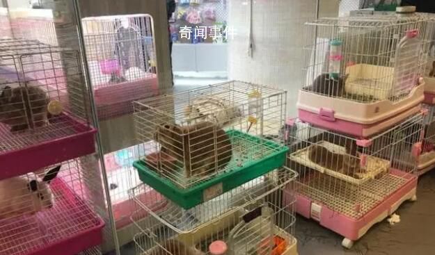 春節寵物寄養服務價格上漲 高價寄養催熱上門喂養