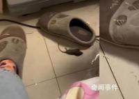 女子穿拖鞋一腳懟死小老鼠 姥姥調(diào)侃：干得好比貓還能干