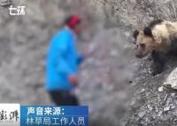 林草局回應村民投喂野生棕熊 視頻并非近期拍攝不鼓勵投喂