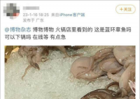 網(wǎng)友稱吃火鍋遇劇毒藍(lán)環(huán)章魚(yú) 好在該網(wǎng)友表示并沒(méi)有吃