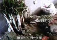 男子新房未入住被鄰居種大蔥 鄰居道歉張先生選擇了原諒