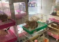 春節寵物寄養服務價格上漲 高價寄養催熱上門喂養