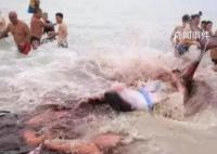三亞大東海海灘鯊魚咬人?辟謠來了