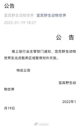 動物園老虎被3只獅子圍攻撕咬 初步了解系動物越界