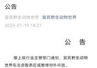 動物園老虎被3只獅子圍攻撕咬 初步了解系動物越界