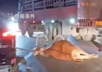 靈山“網紅牛”不幸被車撞死 目前尚不清楚事故原因