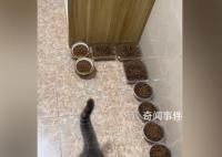 主人離家10天給貓備10碗糧17碗水 留守喵惹人憐愛