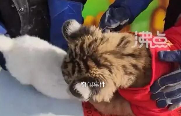 動物園辦虎兔交接兔子差點被加餐 突如其來的變故讓現場工作人員嚇了一跳