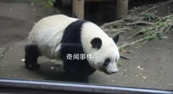 日本民眾排長隊與大熊貓香香告別 熊貓香香為什么這么紅