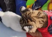 動物園辦虎兔交接兔子差點被加餐 突如其來的變故讓現場工作人員嚇了一跳