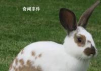 兔子到底有多少種名字? 各地叫法各不相同