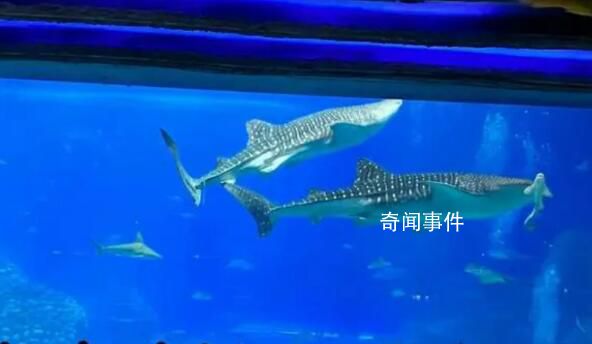 珠海長隆海洋王國最大鯨鯊疑死亡 目前暫時(shí)沒有收到這個(gè)通知