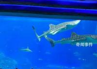 珠海長隆海洋王國最大鯨鯊疑死亡 目前暫時沒有收到這個通知