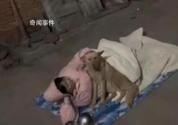 女生過年拒相親被趕出門和狗睡 引發熱議來看看怎么回事吧