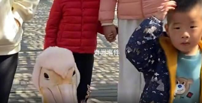 男孩逛景區(qū)遇現(xiàn)實(shí)版“鵜鶘灌頂” 目擊者：孩子有點(diǎn)懵但也沒(méi)哭
