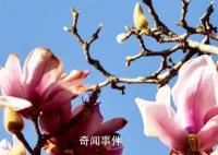 2023年第一批春花開(kāi)了 春節(jié)看春花奔赴向未來(lái)