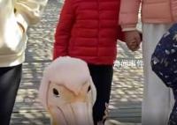 男孩逛景區(qū)遇現(xiàn)實(shí)版“鵜鶘灌頂” 目擊者：孩子有點(diǎn)懵但也沒哭