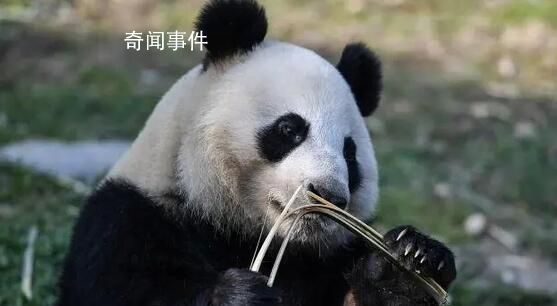 芬蘭動物園因缺錢擬送大熊貓回中國 將在2月28日就是否歸還大熊貓做出最終決定