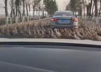 轎車被群鴨團(tuán)團(tuán)圍住一動不敢動 讓人哭笑不得