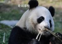 芬蘭動物園因缺錢擬送大熊貓回中國 將在2月28日就是否歸還大熊貓做出最終決定