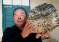男子撿黑太歲養(yǎng)4年增重14斤8兩 太歲吃了真能長生不老嗎