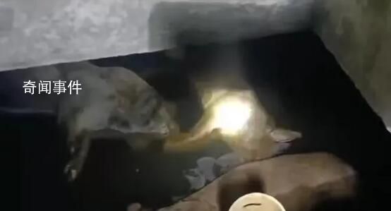 村莊飲水池現15頭死豬:泡6天才發現